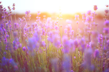Naklejka premium The sun at sunset shines through the flowers of lavender.