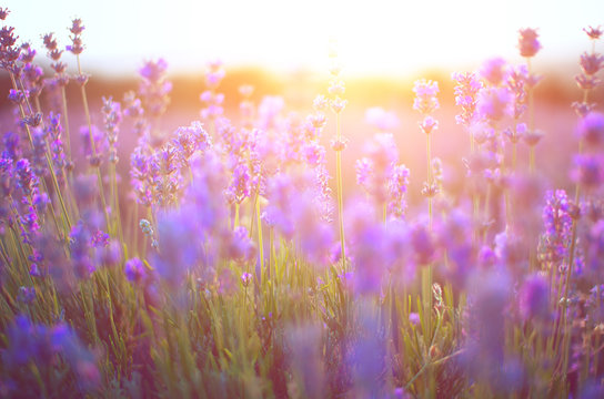 The sun at sunset shines through the flowers of lavender.
