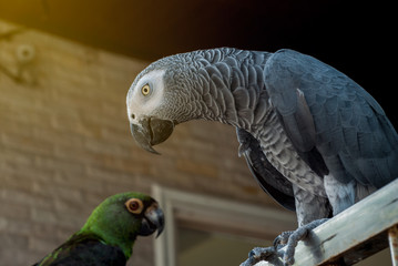 Macro parrot