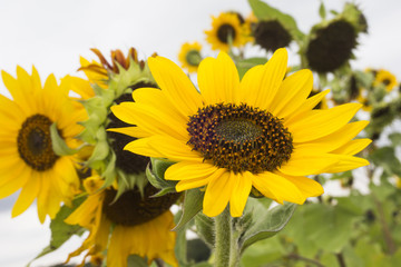 Sunflower closeup from Indiana garden 