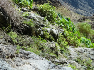 Hillside with beautiful mediterranean flora
