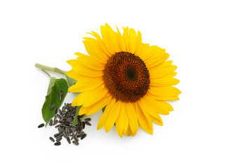 Sonnenblume und Samen auf weißem Hintergrund