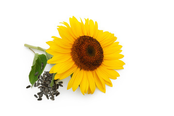 Obraz premium Sonnenblume und Samen auf weißem Hintergrund