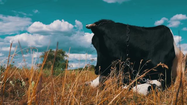 Black with White Cow Lying on Meadow and Chews Grass. Close-up. Cow eats grass. Cow lies on the grass against a blue sky.