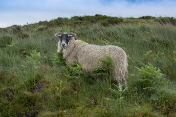 Side view of a sheep with a wolly coat waiting to be shorn standing on a hill looking forward with a blue sky 
