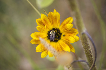 Bee on a sunflower in the garden 