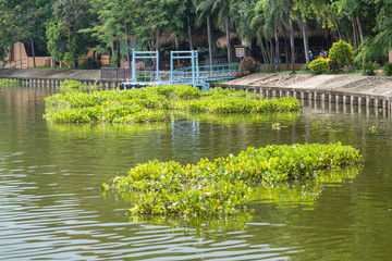 Obraz premium Water Hyacinth (Eichhornia crassipes) in lake.