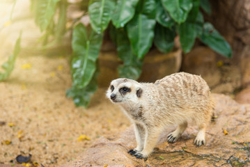 Fototapeta premium Watchful meerkat standing guard.Thailand.