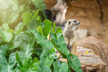 Naklejka na ściany i meble Watchful meerkat standing guard.Thailand.
