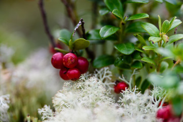 Ripe red lingonberry, partridgeberry, or cowberry grows in pine forest.
