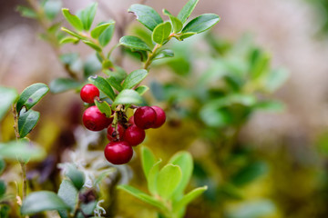 Ripe red lingonberry, partridgeberry, or cowberry grows in pine forest.