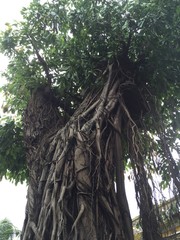 ベトナム　ホイアン　旅