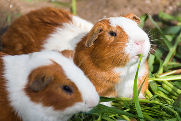 Guinea pig eating green grass in the Zoo.Thailand.