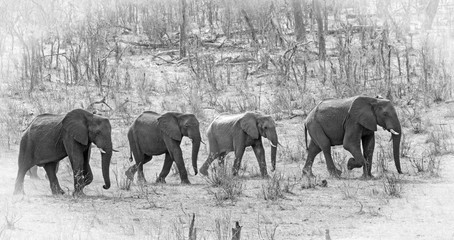 Herd of elephants walking through the forest in Hwange, 
