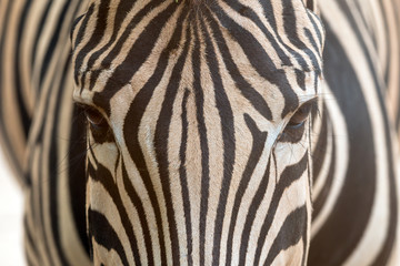 Close up of Zebra head including eye contact and fur pattern by face to face shot