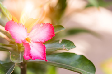Pink flowers and green leaves in sunlight with soft color blured background.