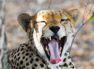 close up of a cheetah yawning with mouth wide open showing teeth and tongue