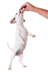 Obraz na płótnie Canvas puppy jack russel terrier