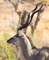Side view of a male kudu with long magnificent horns
