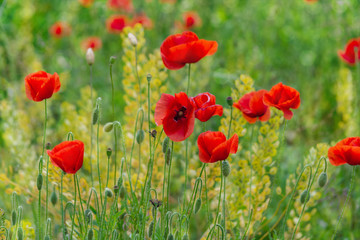 Fototapeta na wymiar Floral background. Red poppies in green grass on a blurry background of lush meadow with bokeh effect