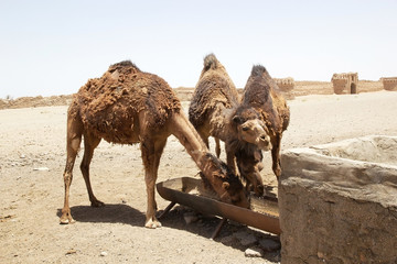 Dromedary camel (Camelus dromedarius)