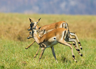 Naklejka na ściany i meble Two Impala in mid air while jumping through the long lush grass in Zimbabwe