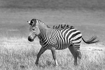 Zebra with many oxpeckers perched on its back in Matusdona, zimbabwe