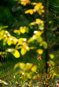 red spider in the web on beautiful forest bokeh