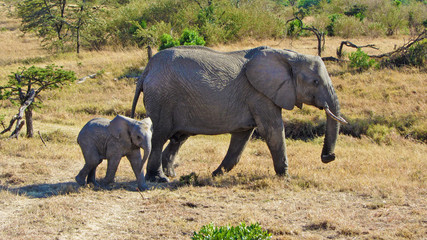 Fototapeta premium Elefant mit Nachwuchs