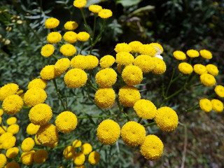 Tansy - yellow flowers and spider (Tanacetum vulgare)