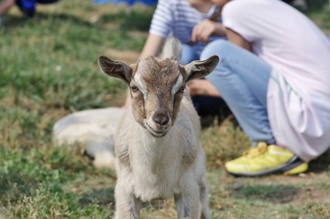 牧場の子ヤギ