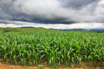 Fototapeta na wymiar Green corn field background