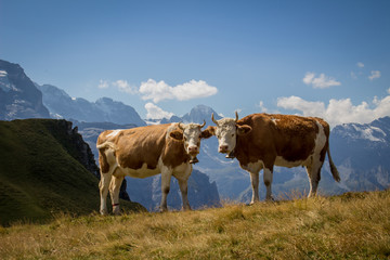 Beautiful cows in Swiss Alps