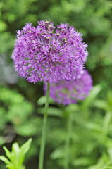 Fototapeta premium pink flower in a ball