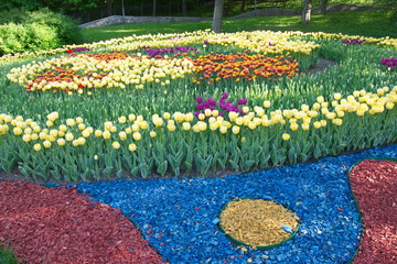 A circle of yellow tulips in the park