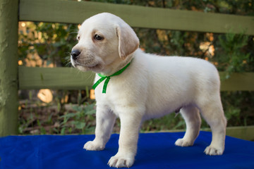 Close up picture of cute one month labrador puppy on blue table 