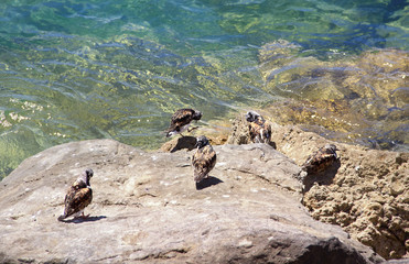 Small birds on the rock. Coast of the ocean.