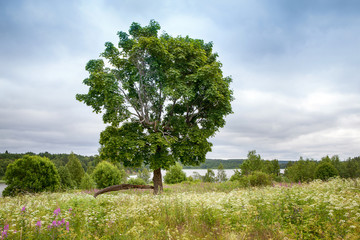 A lone tree in a green field with a blue sky in the background