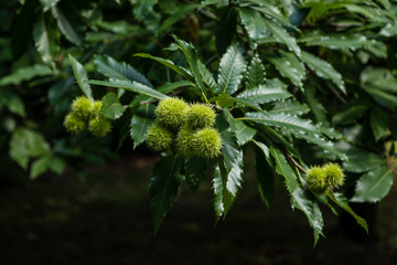 Gardens of the Campo del Moro, in Madrid