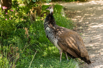 Peacock in the gardens of the Campo del Moro in Madrid