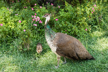 Peacock in the gardens of the Campo del Moro in Madrid