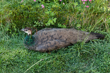 Peacock in the gardens of the Campo del Moro in Madrid