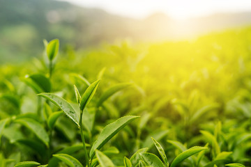 Green tea bud and fresh leaves with soft light, Tea plantation