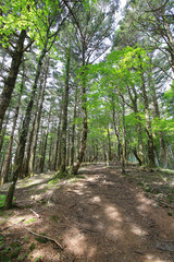 徳島県三好市　三嶺　遊歩道からの風景