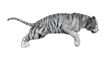 3D Rendering White Tiger on White