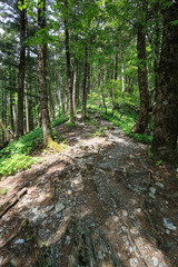 徳島県三好市　三嶺　遊歩道からの風景