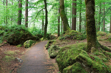 Fototapeta premium road in the forest