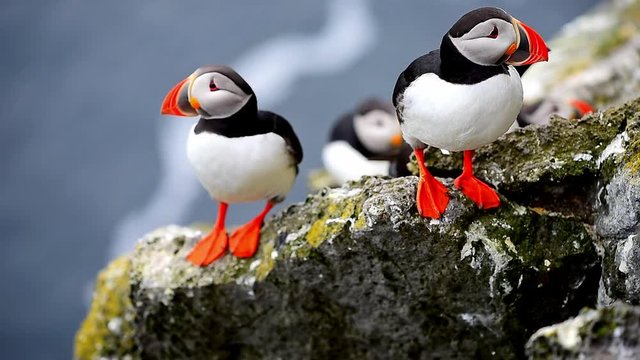 Puffin dressing on the cliff of Latrabjarg in Iceland