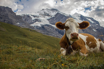 Fototapeta na wymiar Relaxing cow in front of the mountains Jungfrau and Mönch