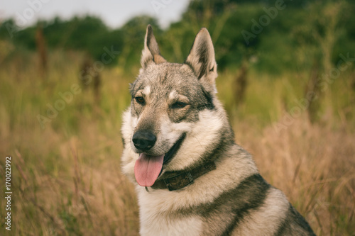 Pictures Of Grey Wolf Dog Russian Hunting Dog West Siberian